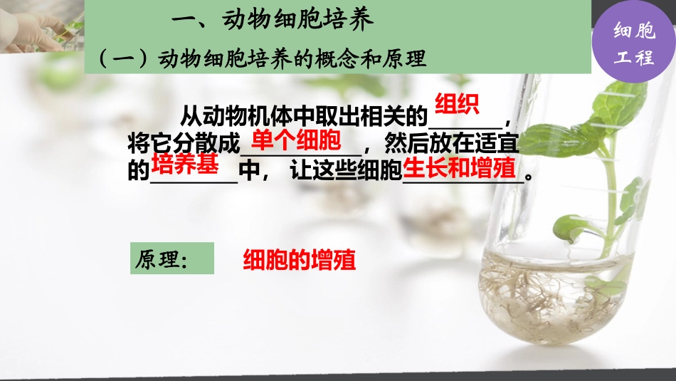 6.动物细胞培养_第3页
