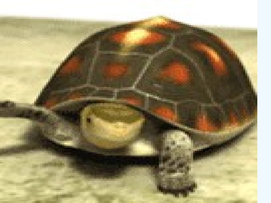 (部编)初中语文人教2011课标版七年级上册郑振铎的猫_第2页