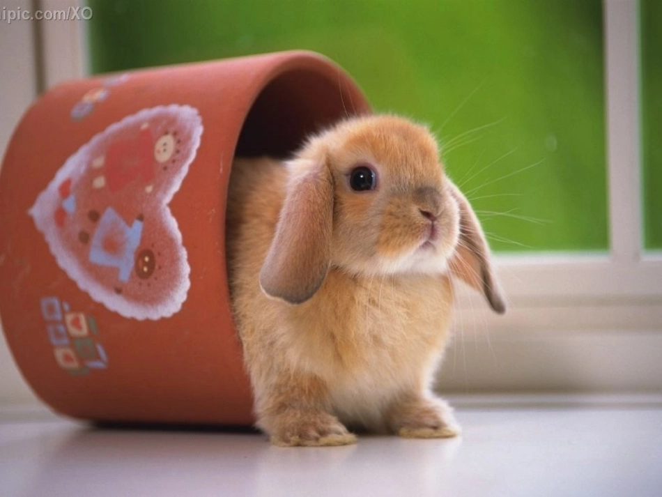 (部编)初中语文人教2011课标版七年级上册郑振铎的猫_第3页