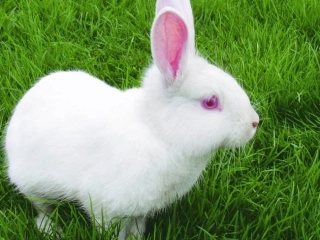 (部编)初中语文人教2011课标版七年级上册郑振铎的猫