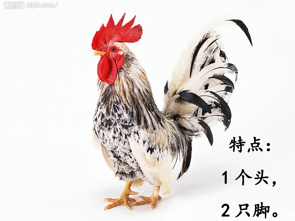 小学数学北师大2011课标版四年级鸡兔同笼-(2)_第2页