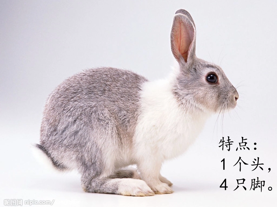 小学数学北师大2011课标版四年级鸡兔同笼-(2)_第3页