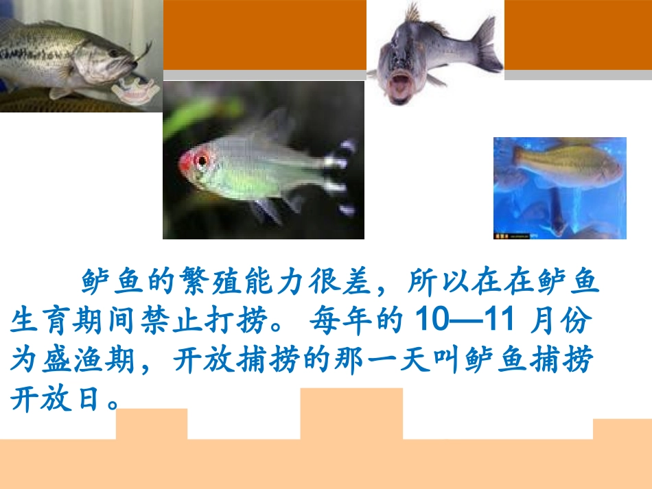 公开课钓鱼的启示_第2页