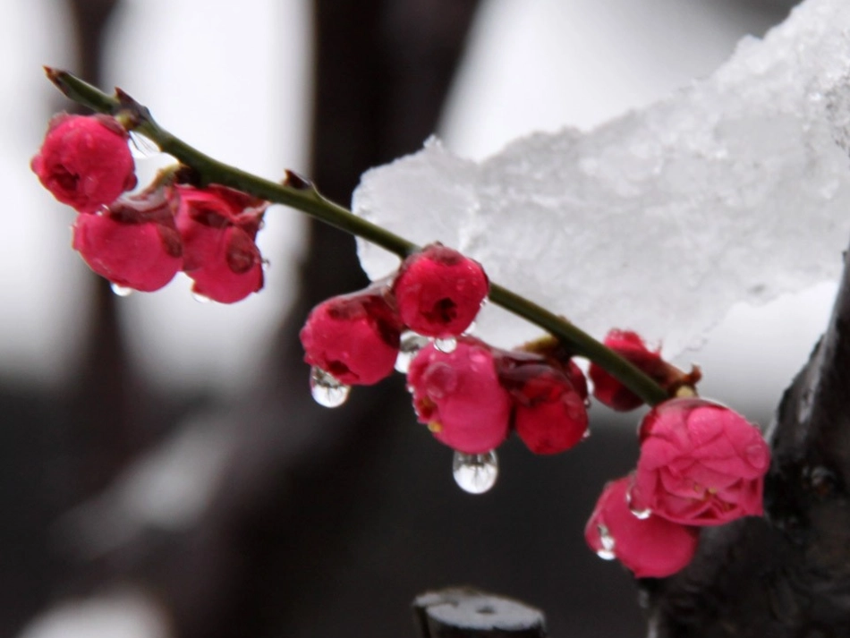 梅花魂PPT_第2页