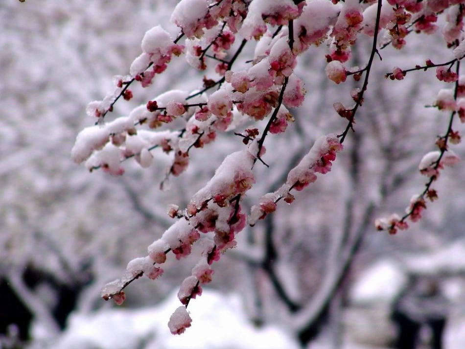 梅花魂PPT_第3页