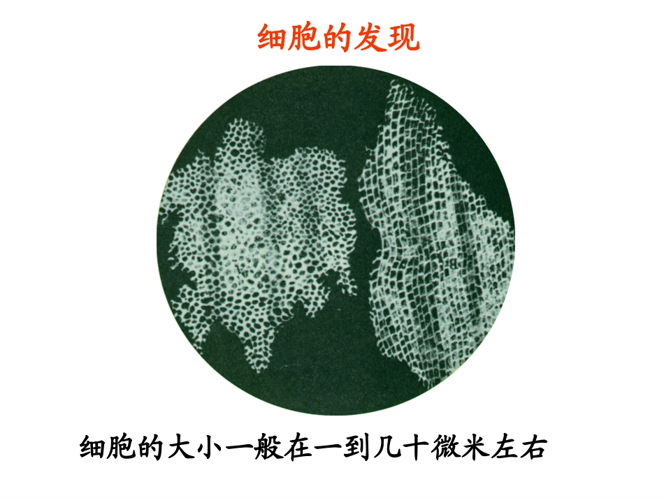 科学·技术·社会-人类探索微观世界不可缺少的工具——显微镜-(3)_第3页