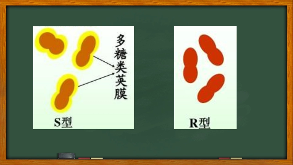 第一节遗传物质的发现_第3页