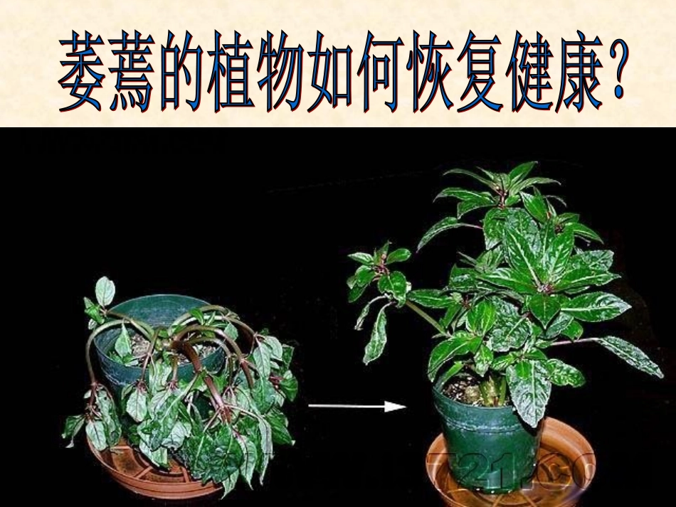 《第一节-水分进入植物体内的途径》课件4_第2页