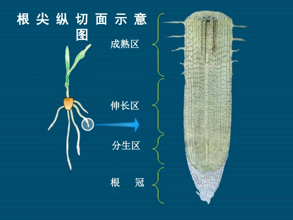 《第一节-水分进入植物体内的途径》课件4_第3页