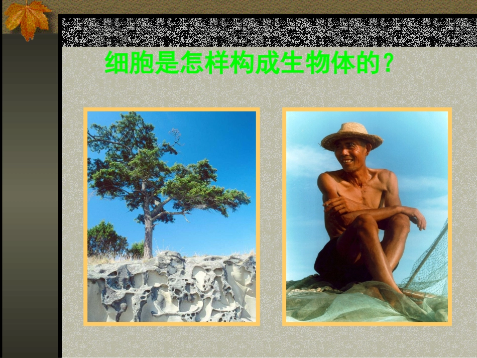 生物的结构层次_第2页