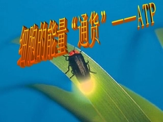 第一节细胞中的能源物质