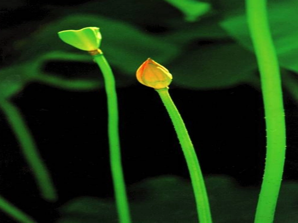 七年级语文下册-第23课《爱莲说》课件-语文版_第1页