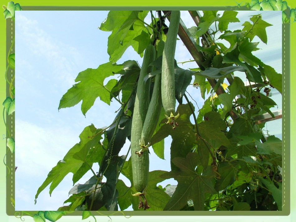 18神奇的丝瓜_第1页