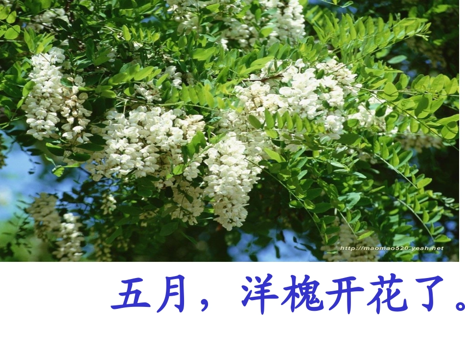 21槐乡五月_第3页