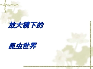 放大镜下的昆虫世界