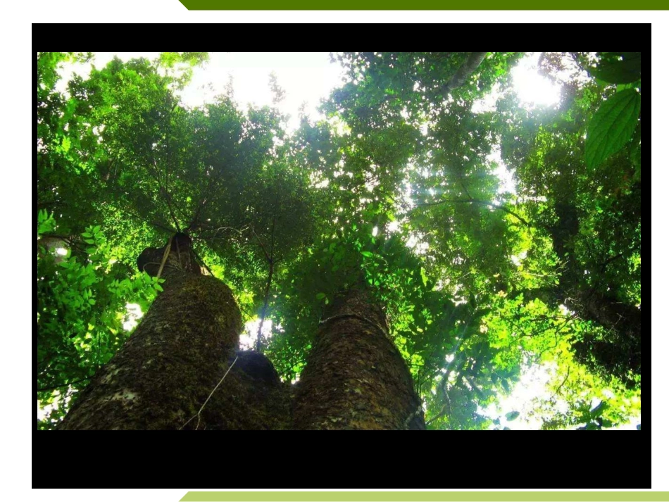 第四节群落的主要类型_第3页