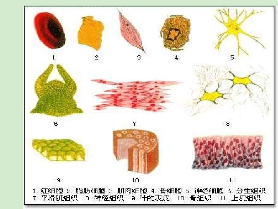 天津2012高中生物复习-第2节-细胞的分化1新人教版必修1课件-新人教版必修1_第3页