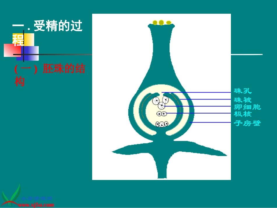 青岛版小学科学五年级下册《果实是怎样形成的》课件-_第3页