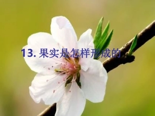 青岛版小学科学五年级下册《果实是怎样形成的》课件-