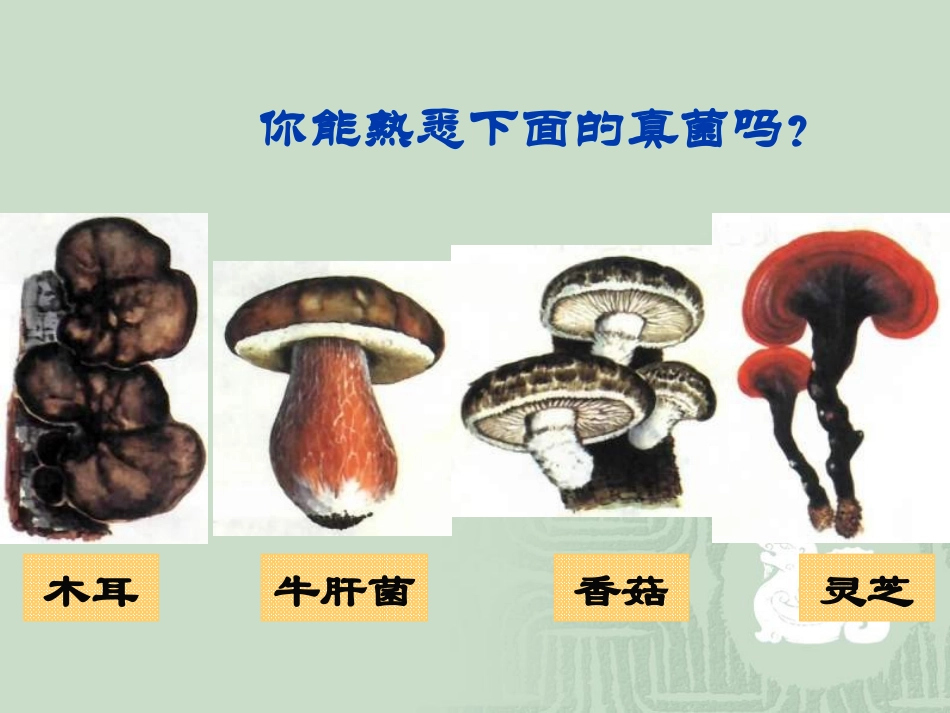 第三节真菌1(1)_第2页