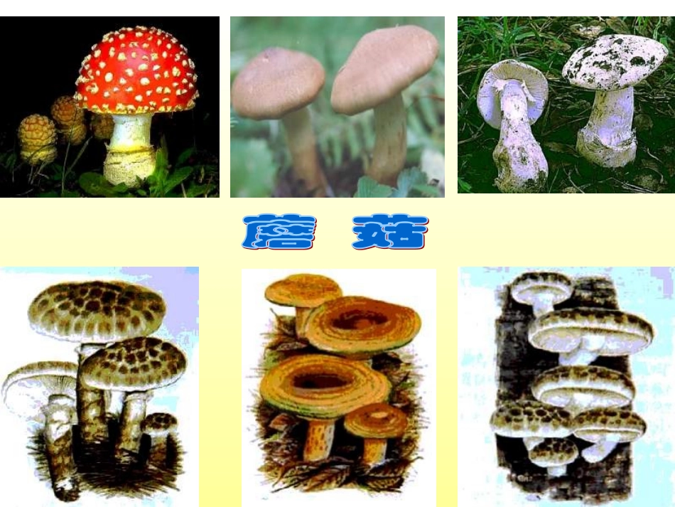第三节真菌1(1)_第3页