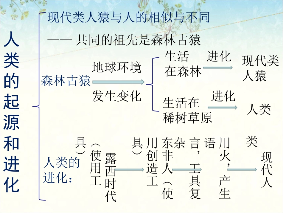 人类的起源和进化小结_第1页