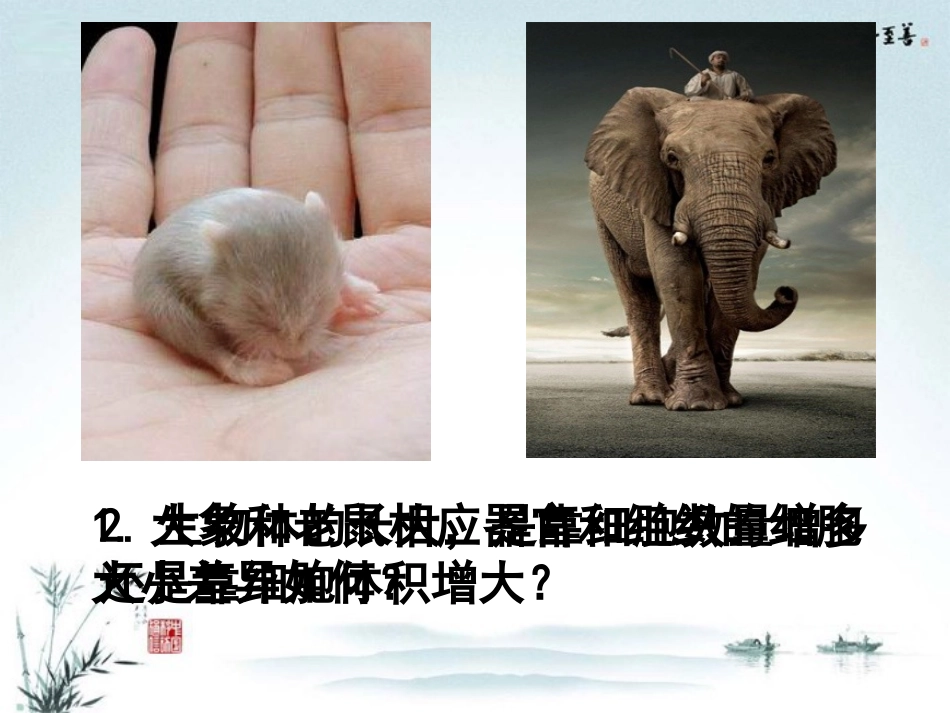 高中生物《第六章-细胞的生命历程-第1节-细胞的增殖》课件-新人教版必修1_第2页