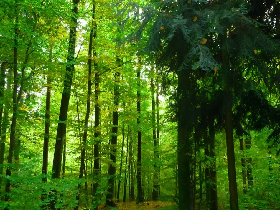 综合实践一年“吃掉”多少森林_第3页