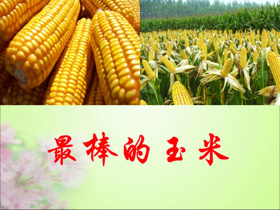 《最棒的玉米》课件1_第1页