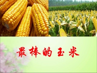 《最棒的玉米》课件1
