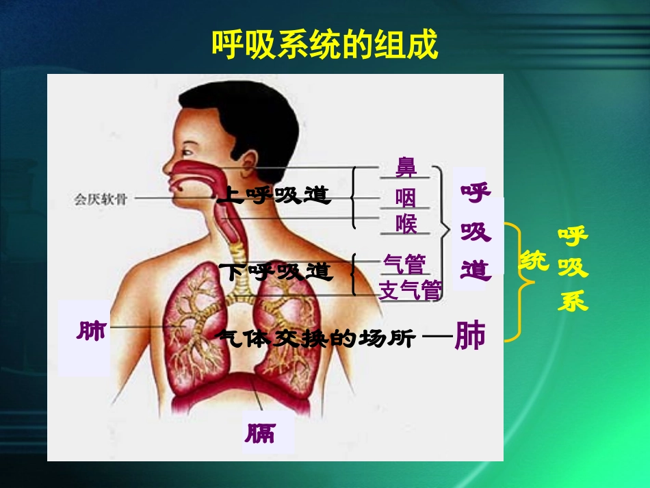 呼吸道对空气的处理_第3页