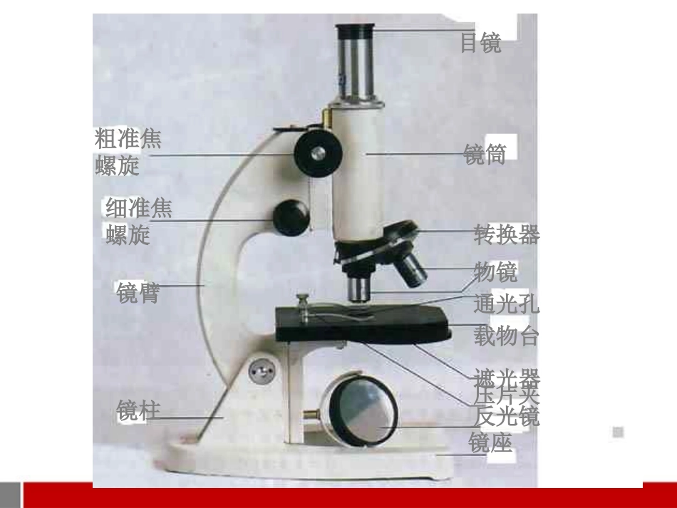 七年级生物上册-练习使用显微镜4课件-人教新课标版_第2页
