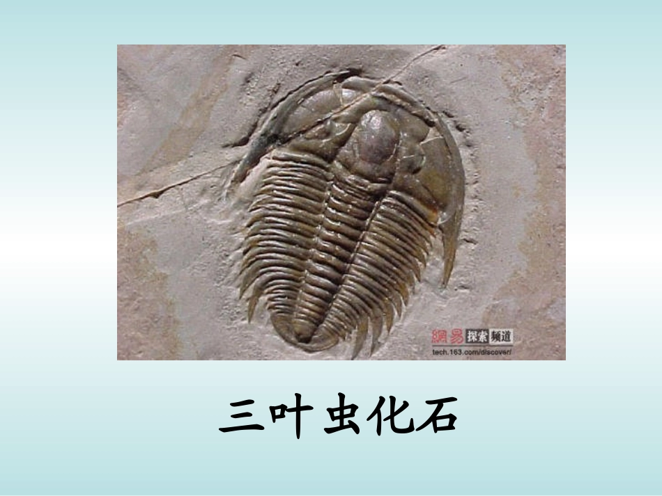 33活化石(张位根)_第2页