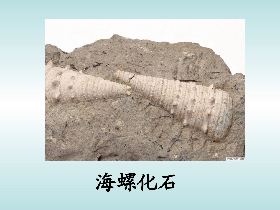 33活化石(张位根)_第3页