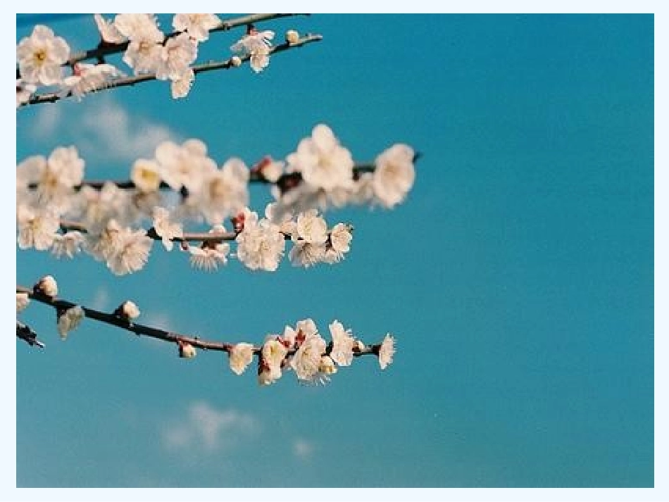 小学数学北师大2011课标版三年级轴对称(二)-(2)_第1页