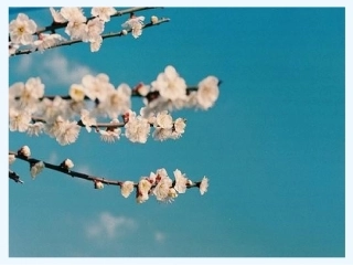 小学数学北师大2011课标版三年级轴对称(二)-(2)