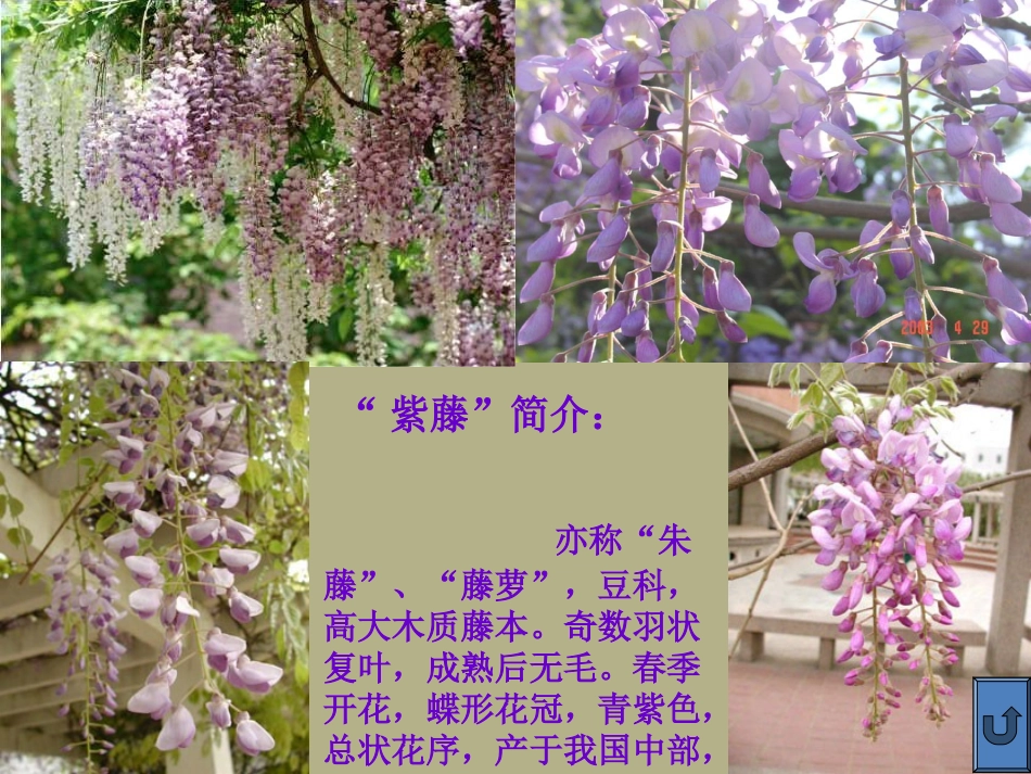 云南省祥云县禾甸中学七年级语文上册-紫藤萝瀑布课件(2)-新人教版_第3页