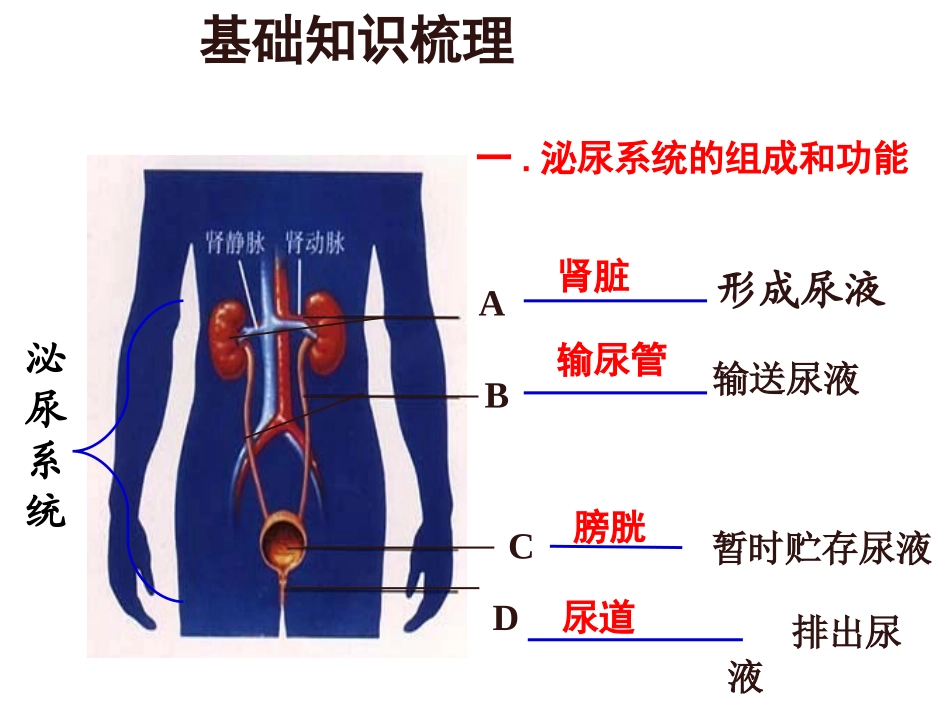 14讲人体内废物的排除_第2页