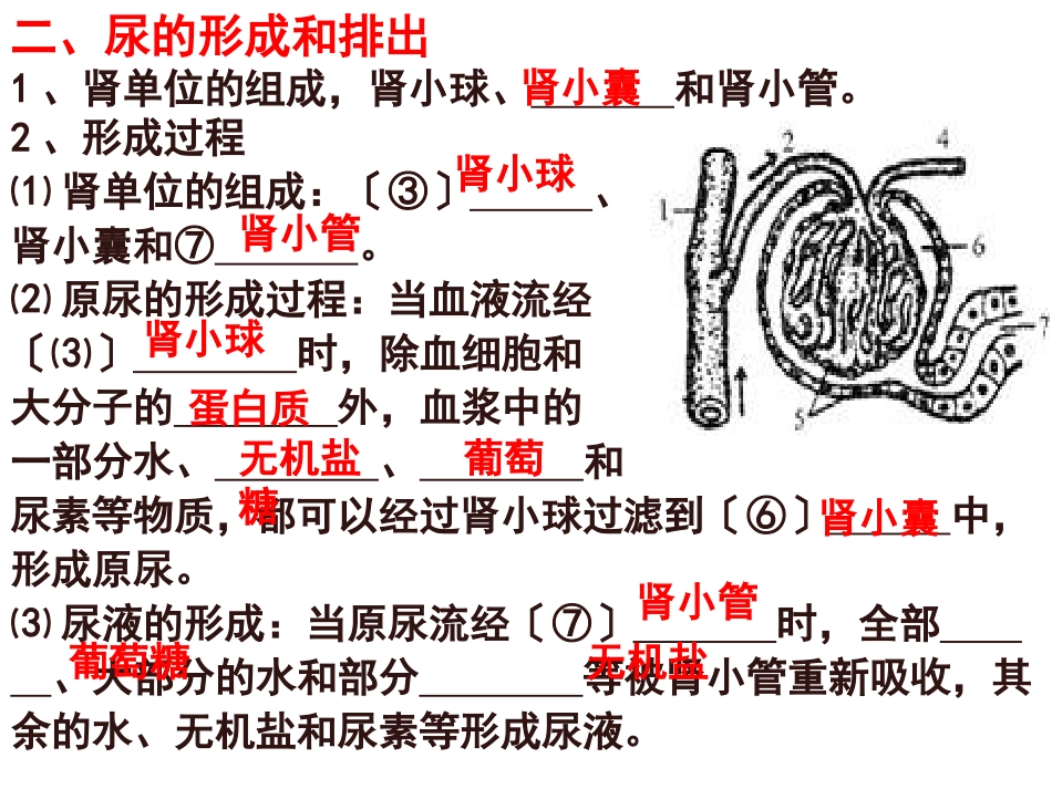 14讲人体内废物的排除_第3页