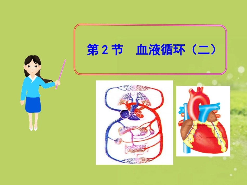 七年级生物下册-第9章-第2节-血液循环(二)课件-北师大版_第1页