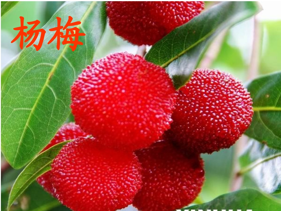 2-我爱故乡的杨梅_第2页