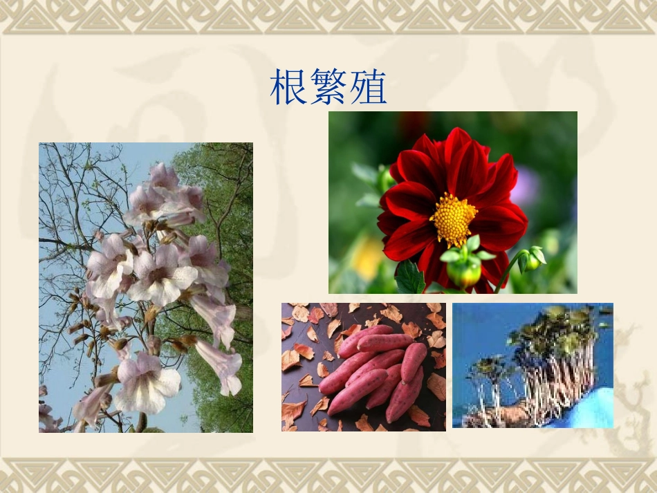 不用种子也能繁殖_第2页