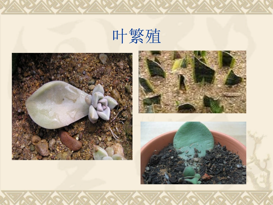 不用种子也能繁殖_第3页