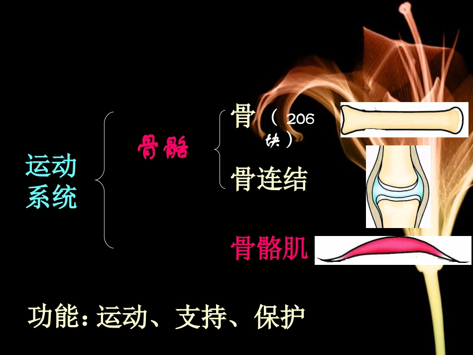 人体的支持与运动1_第3页