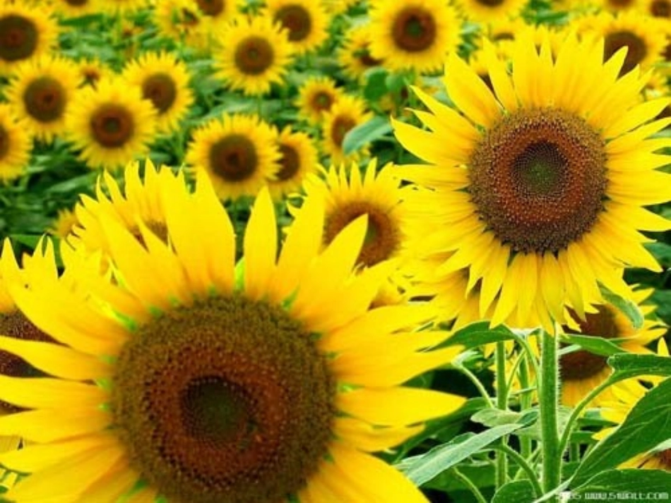 送你一束转基因花戴雨薇_第3页