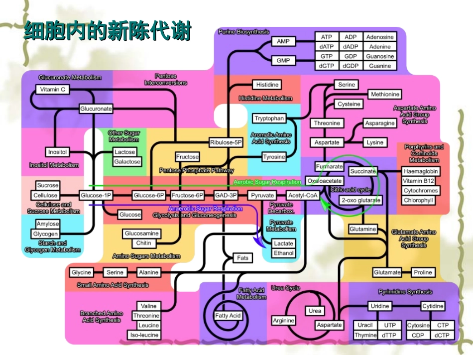 高中生物：-33-酶(课件)浙科版必修1_第2页
