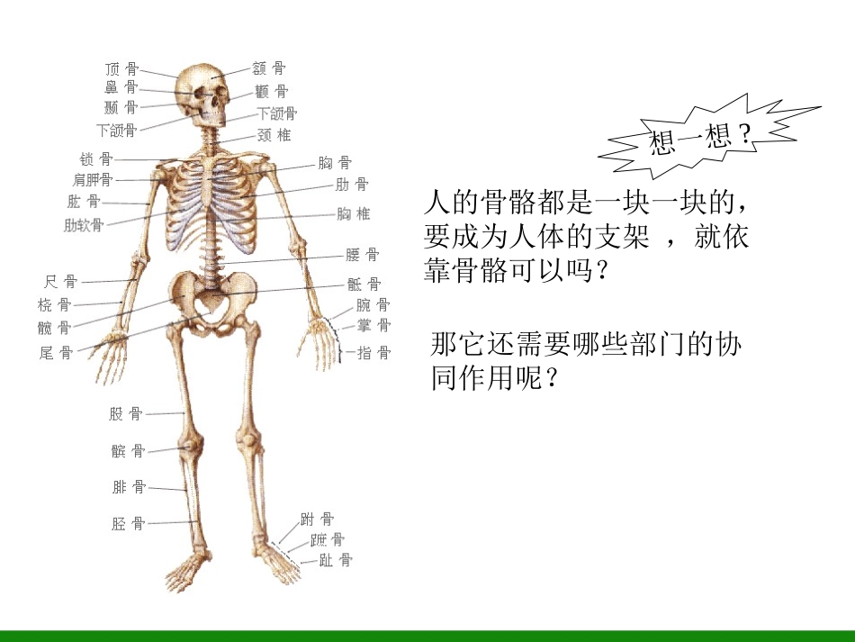 1.人体与运动-(2)_第2页