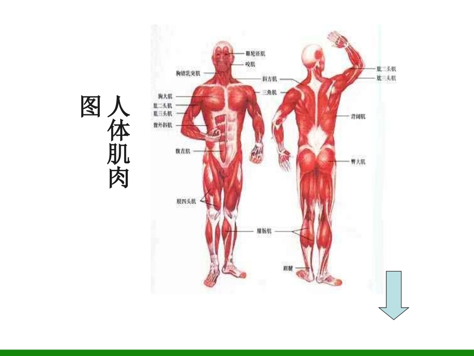 1.人体与运动-(2)_第3页