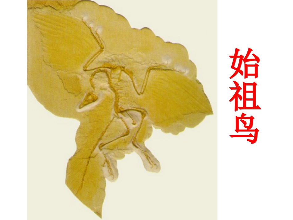 《活化石》课件3_第1页