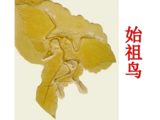 《活化石》课件3